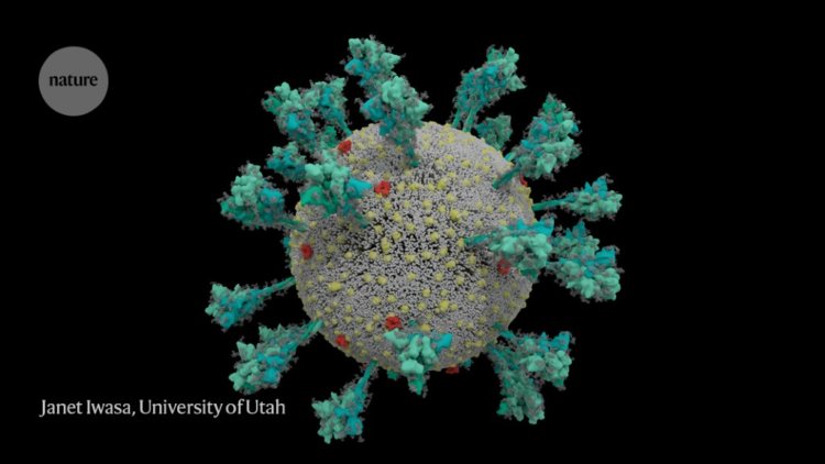 Как коронавирус заражает клетки и почему вариант Дельта такой опасный?